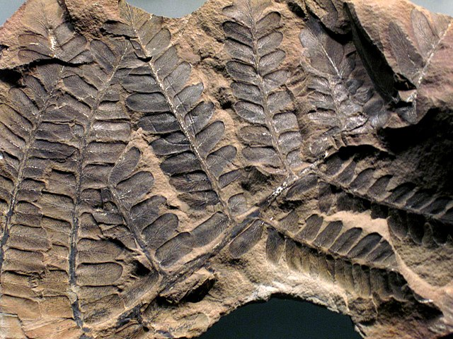 Fossil nerds unite! Get sedimental at Mazon Creek